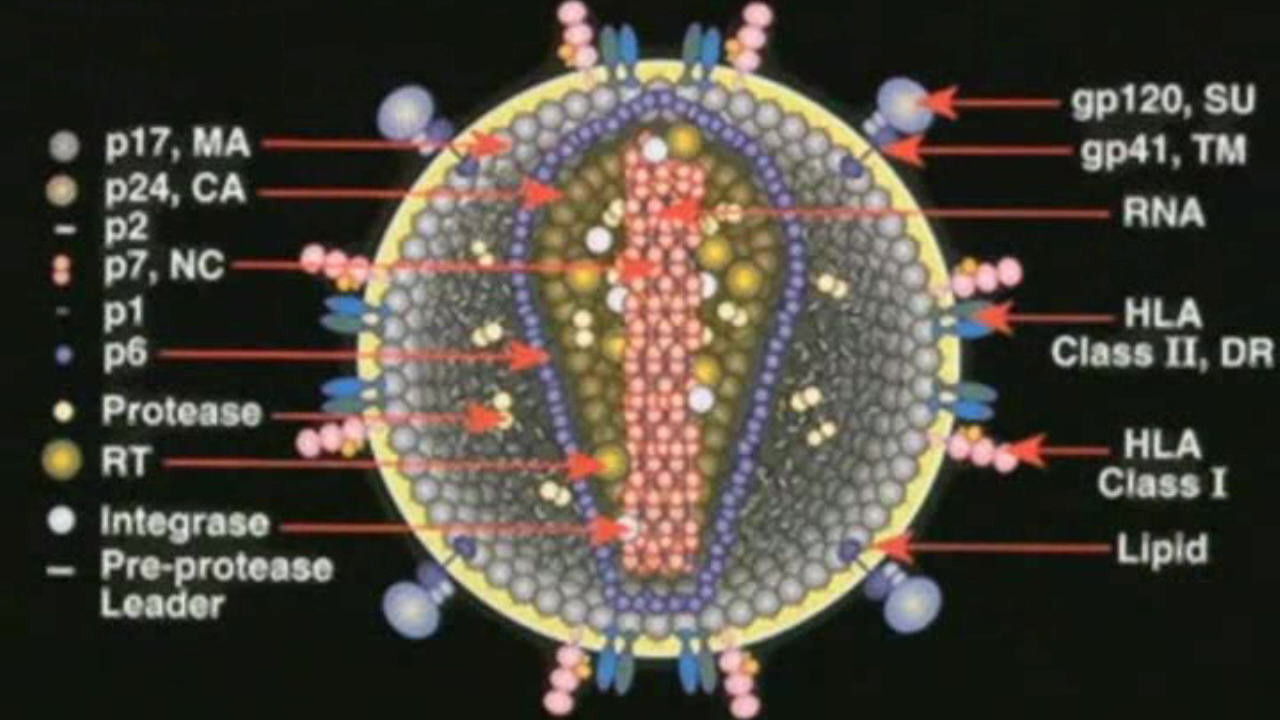 Deconstructing the Myth of Aids