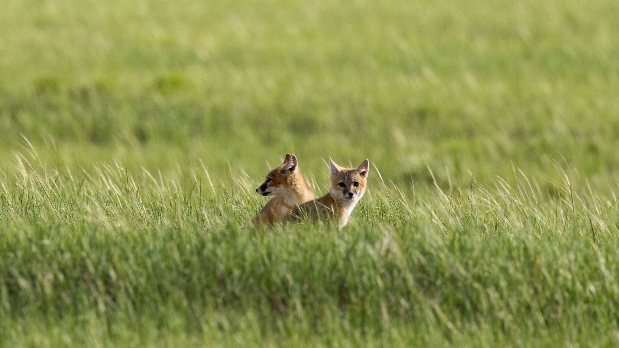 The Return of Nóouhàh-Toka’na