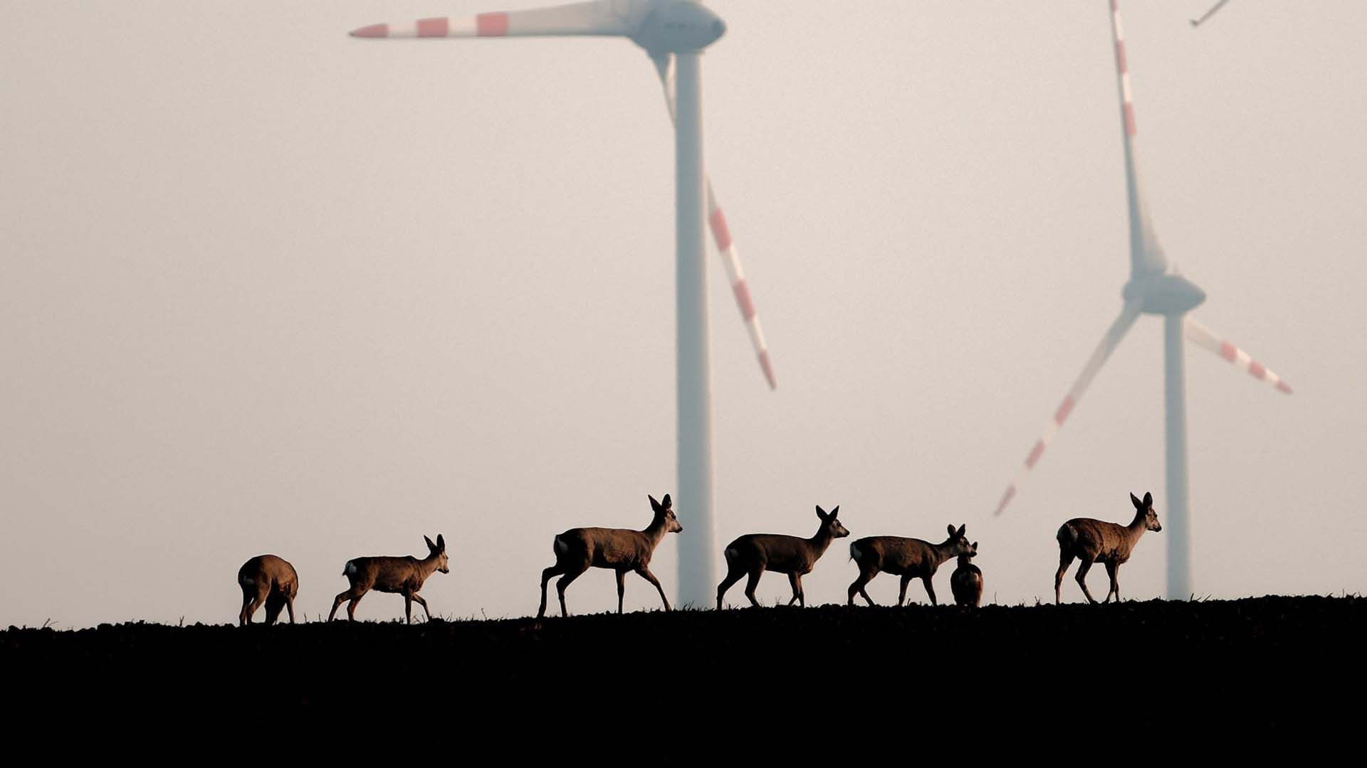 Wildnis 2.0 - Die Tierwelt auf Umwegen