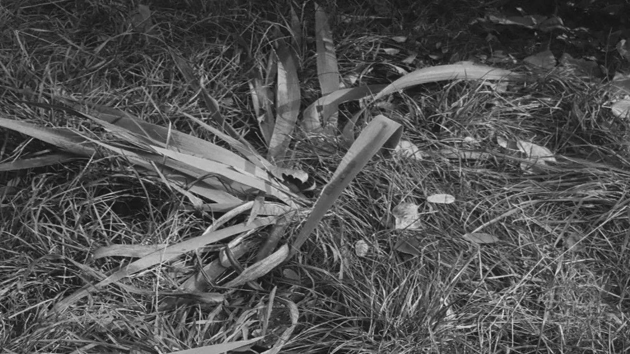 Our Dear Mr. Foerster Died