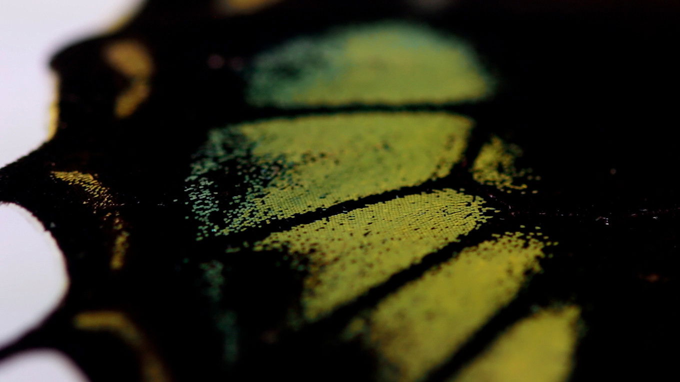 Oh Butterfly, What Do You Dream of When You Flap Your Wings?