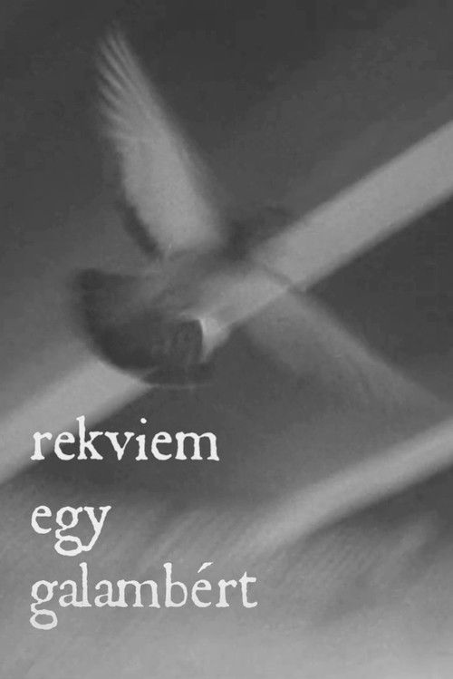 Rekviem egy galambért