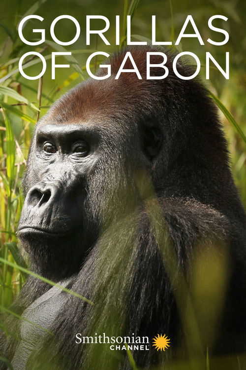 Gorillas of Gabon