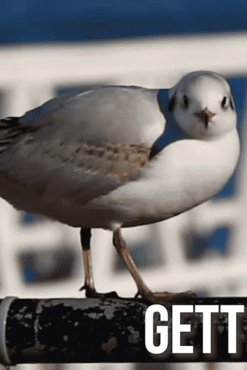 Getting Across the Solent, How hard can it be?