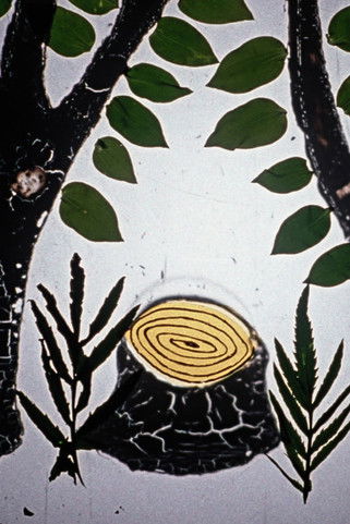 How Did Books Leave the Forest